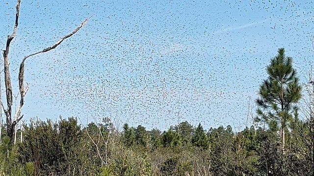 Tree Swallow - ML649526281