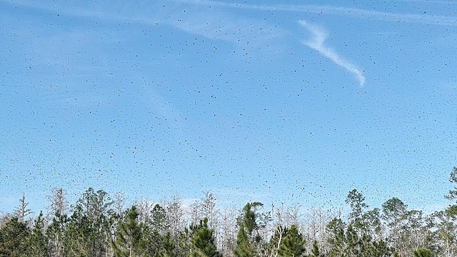 Tree Swallow - ML649526292