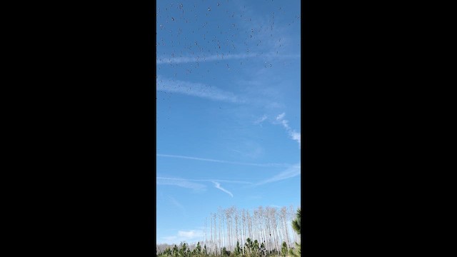 Tree Swallow - ML649526296