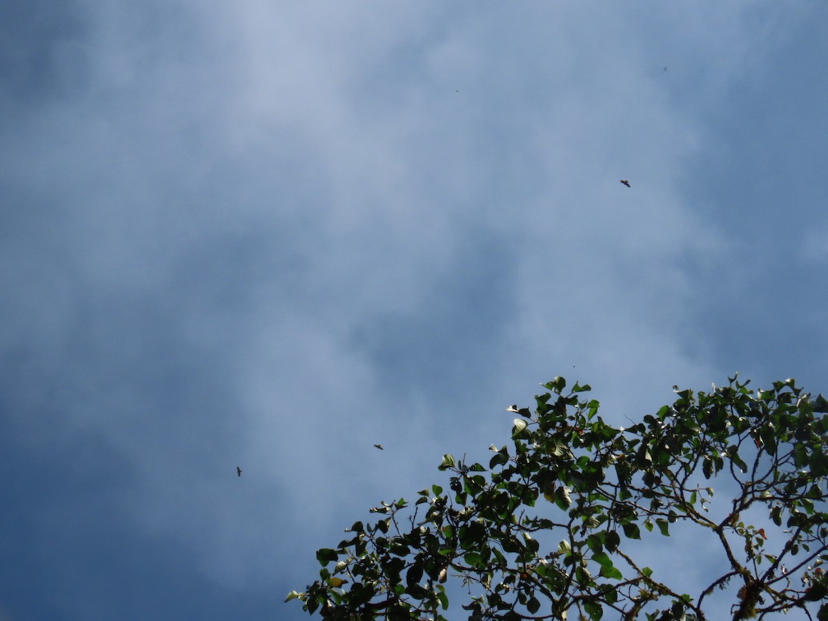 Geniş Kanatlı Şahin - ML649526353