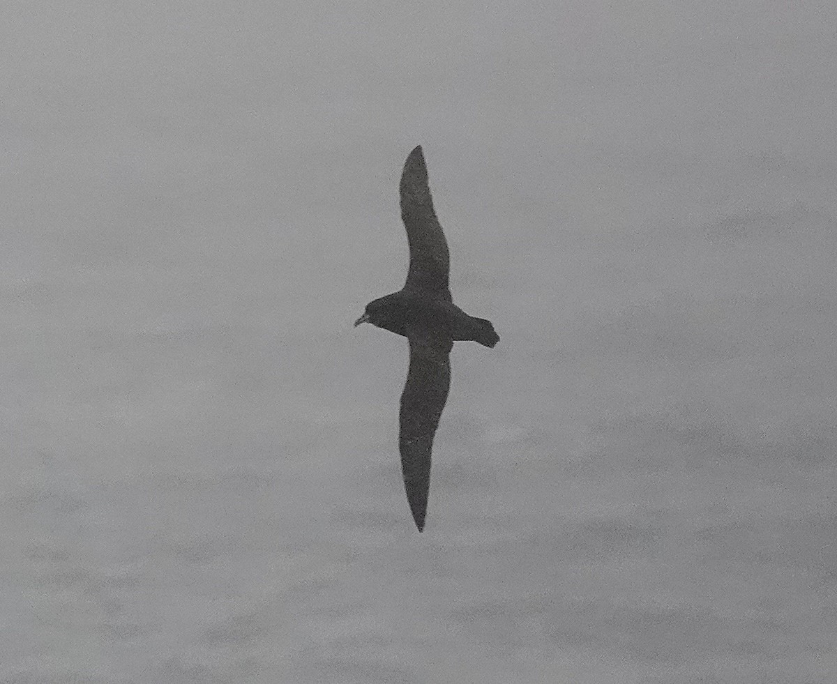 White-chinned Petrel - ML649526357