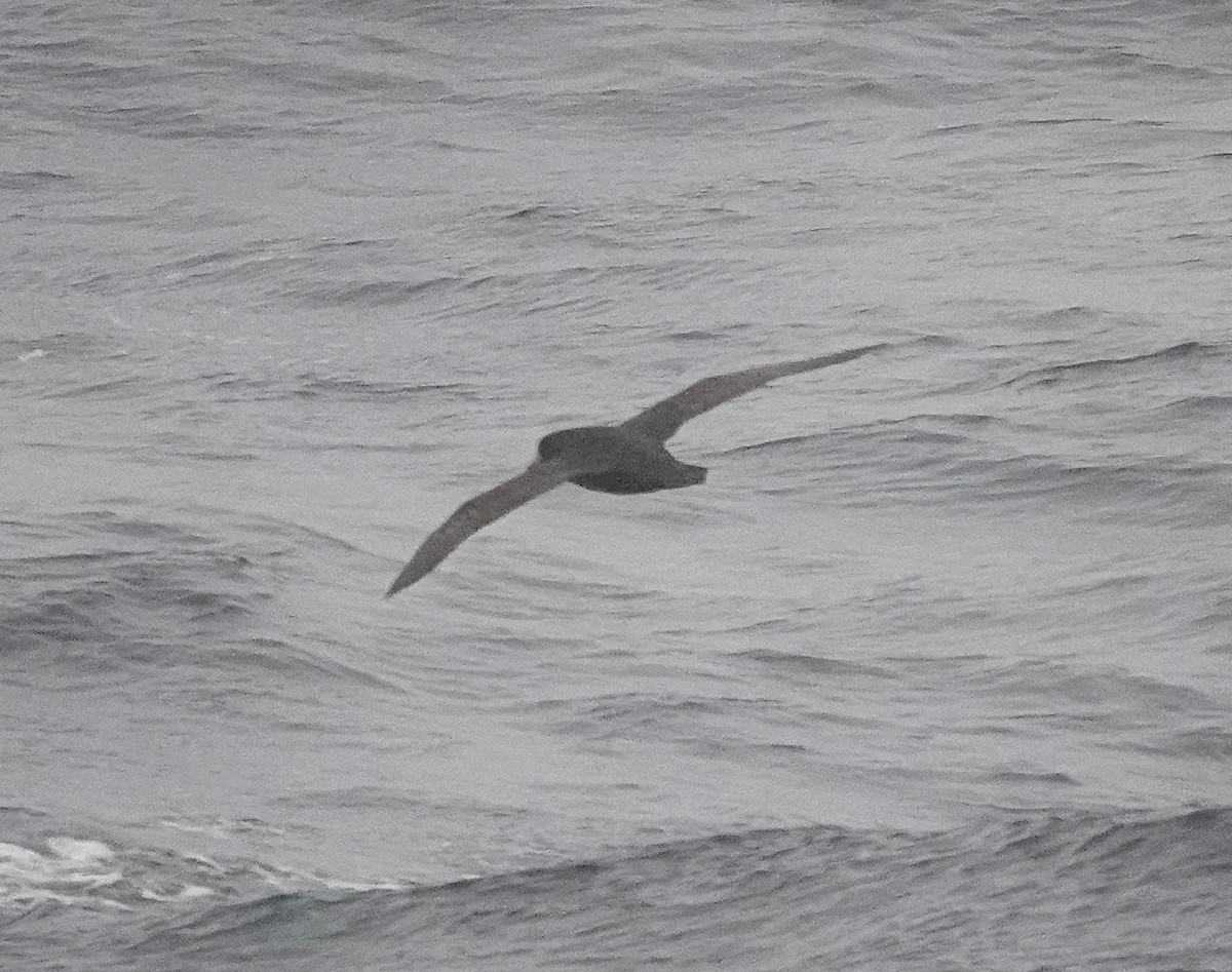 White-chinned Petrel - ML649526358