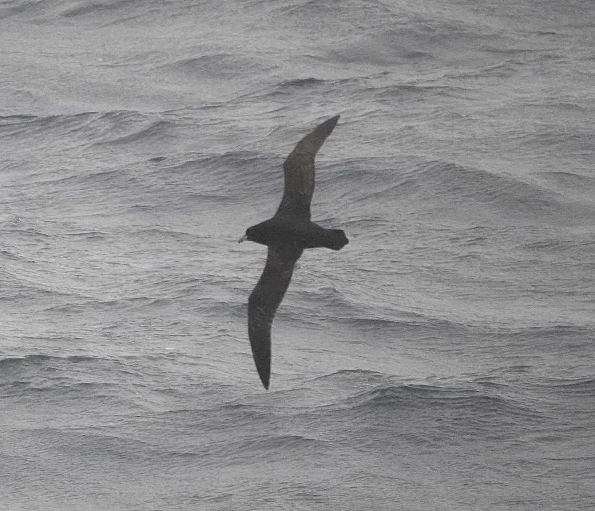 White-chinned Petrel - ML649526359