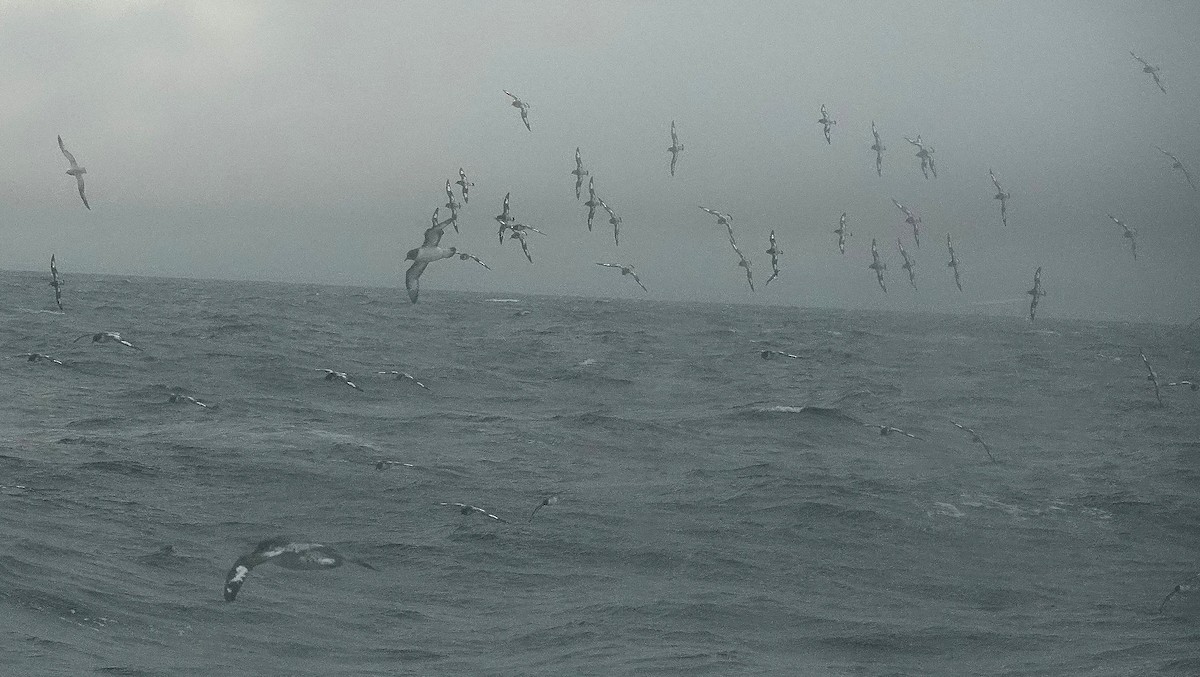 Pintado Petrel - ML649526723