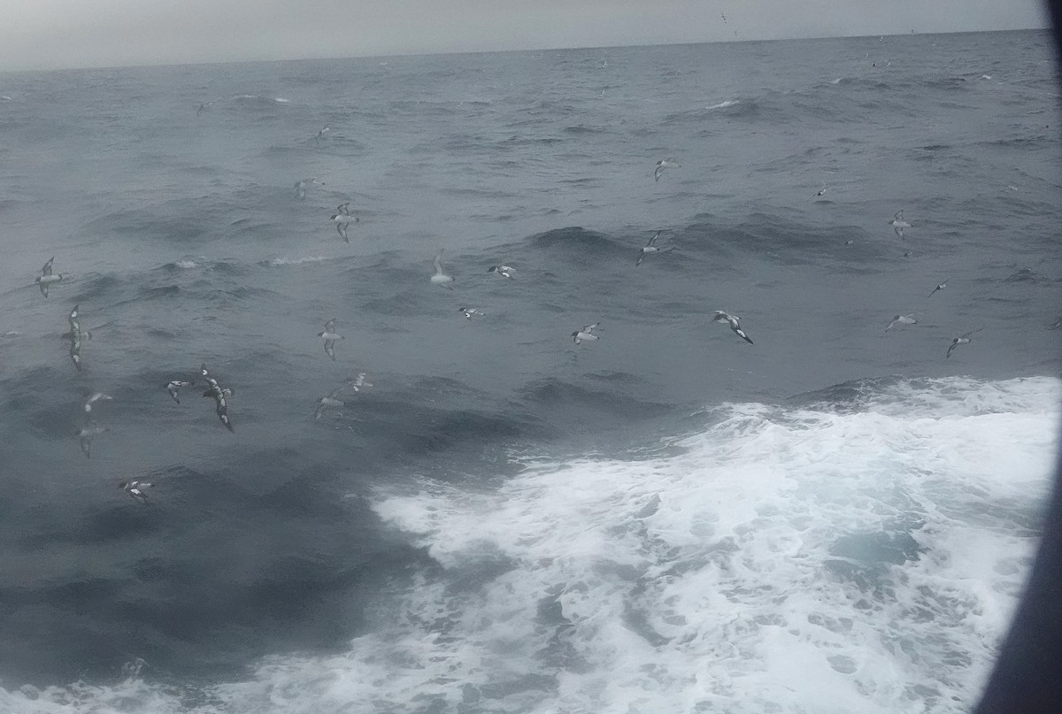 Pintado Petrel - ML649526725