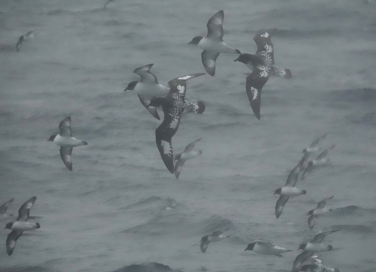 Pintado Petrel - ML649526734