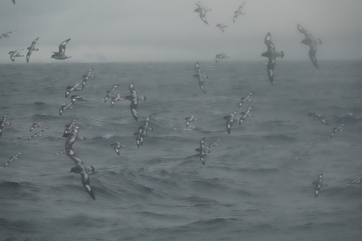 Pintado Petrel - ML649526736