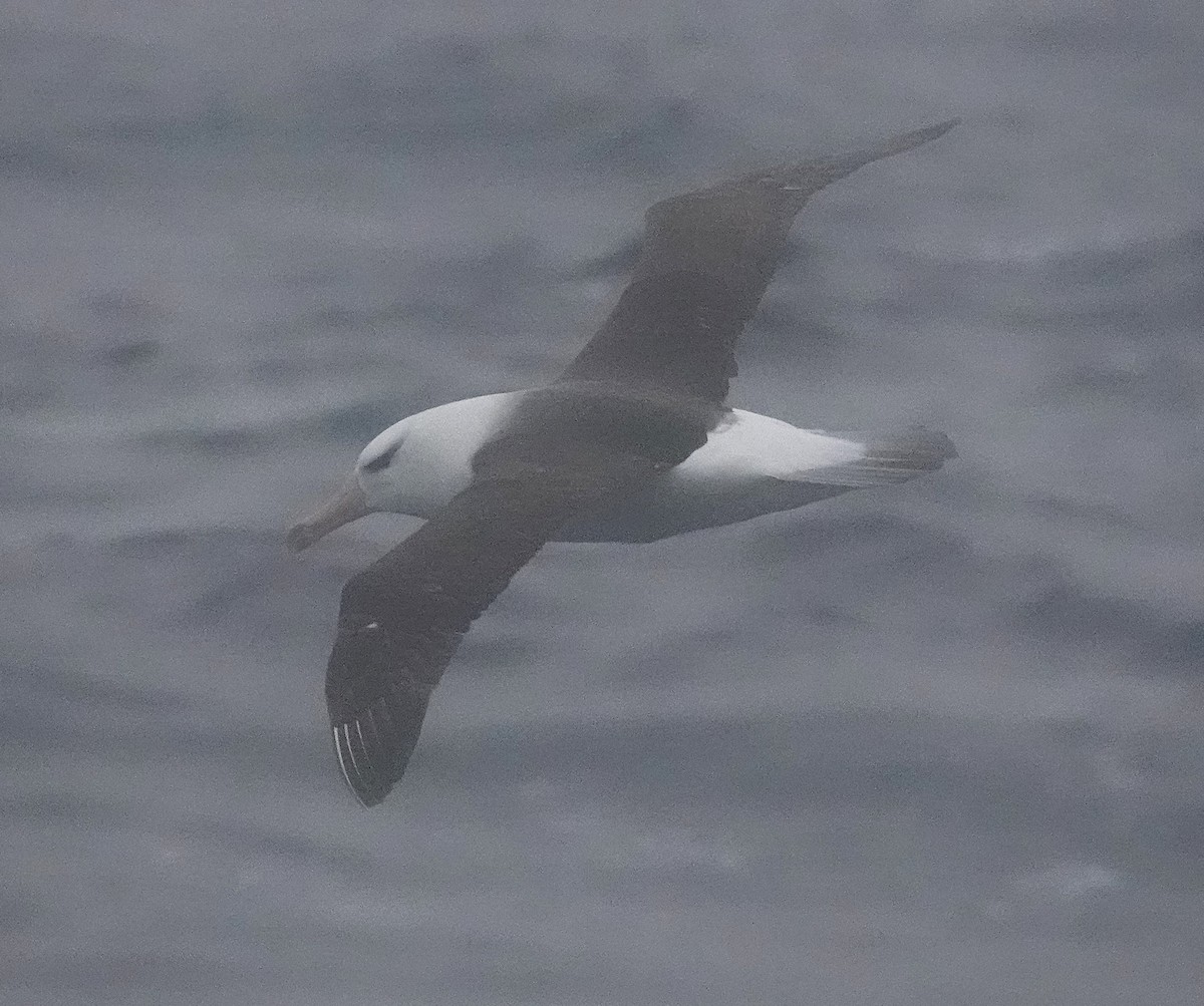 Black-browed Albatross - ML649526748