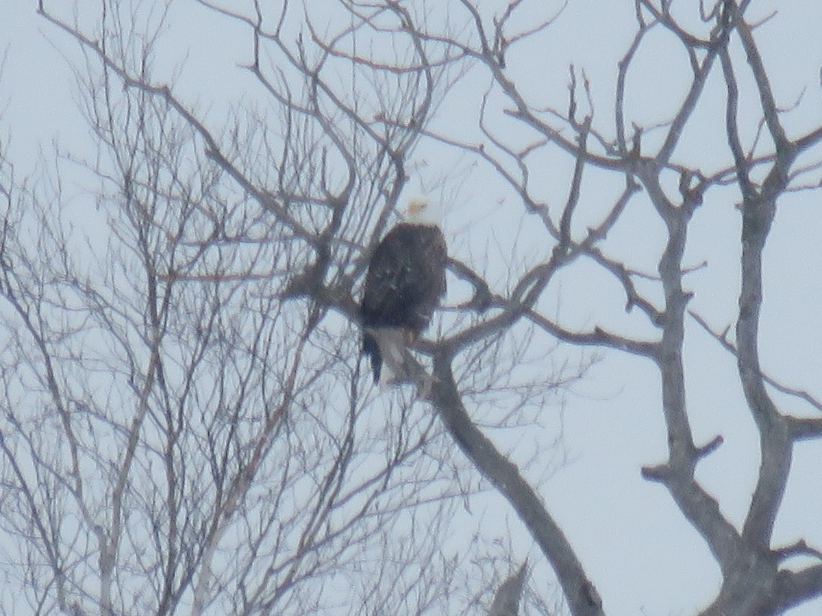 Bald Eagle - ML649526797