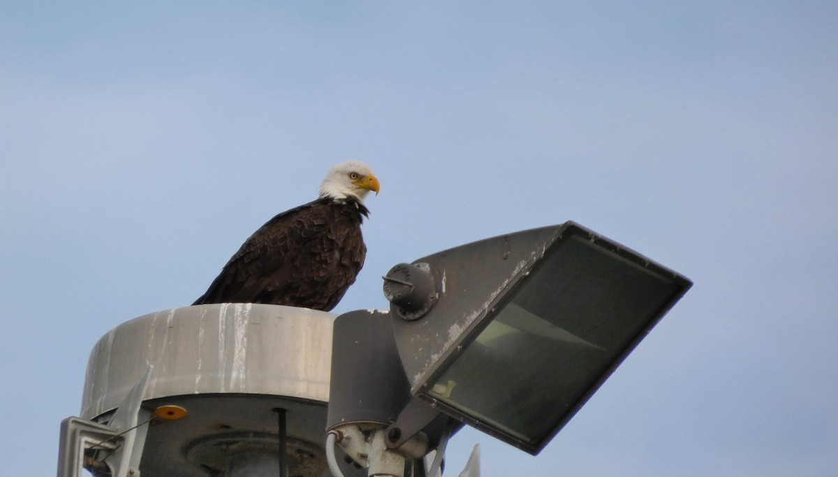 Bald Eagle - ML649526866