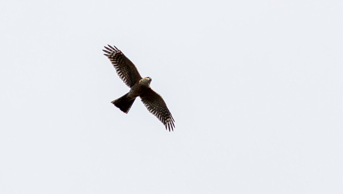 Sharp-shinned Hawk - ML649527082
