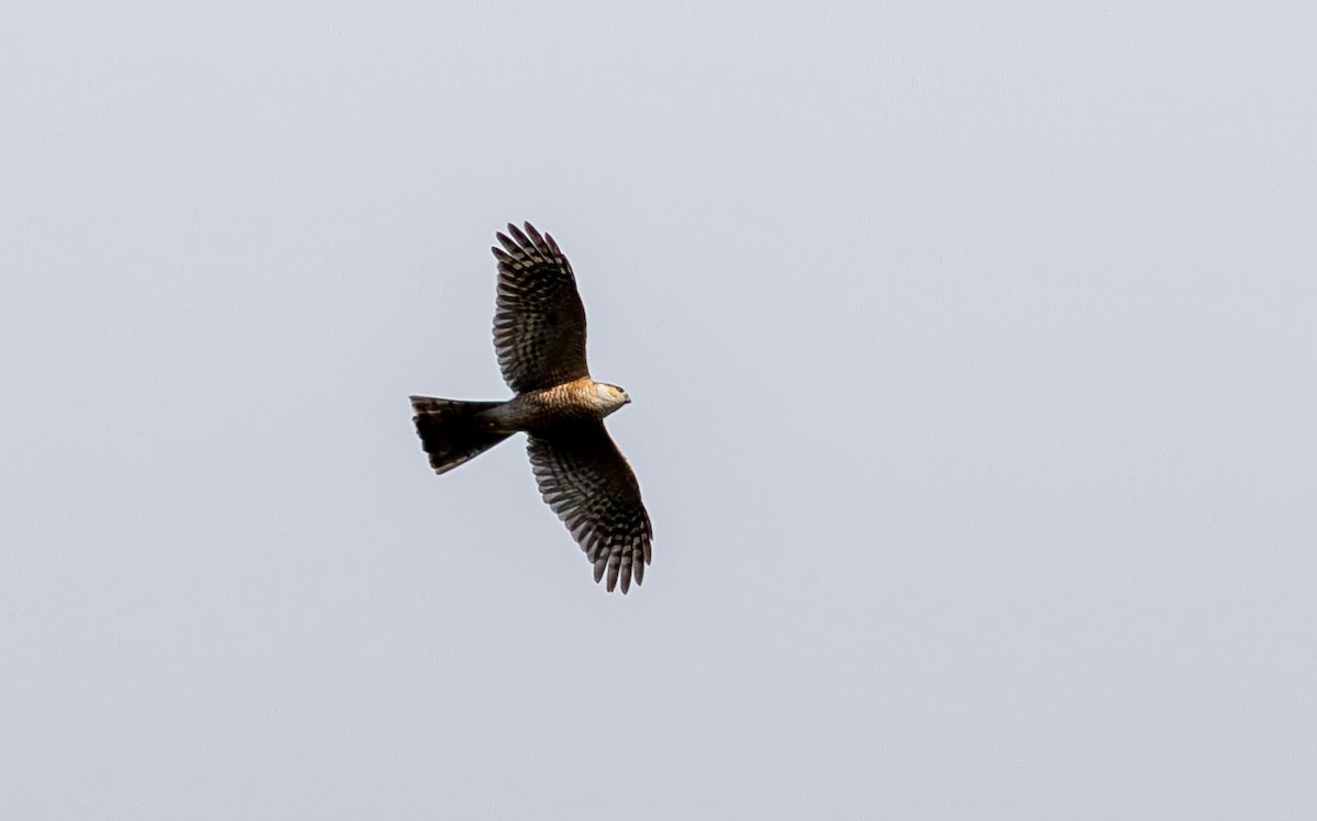 Sharp-shinned Hawk - ML649527083