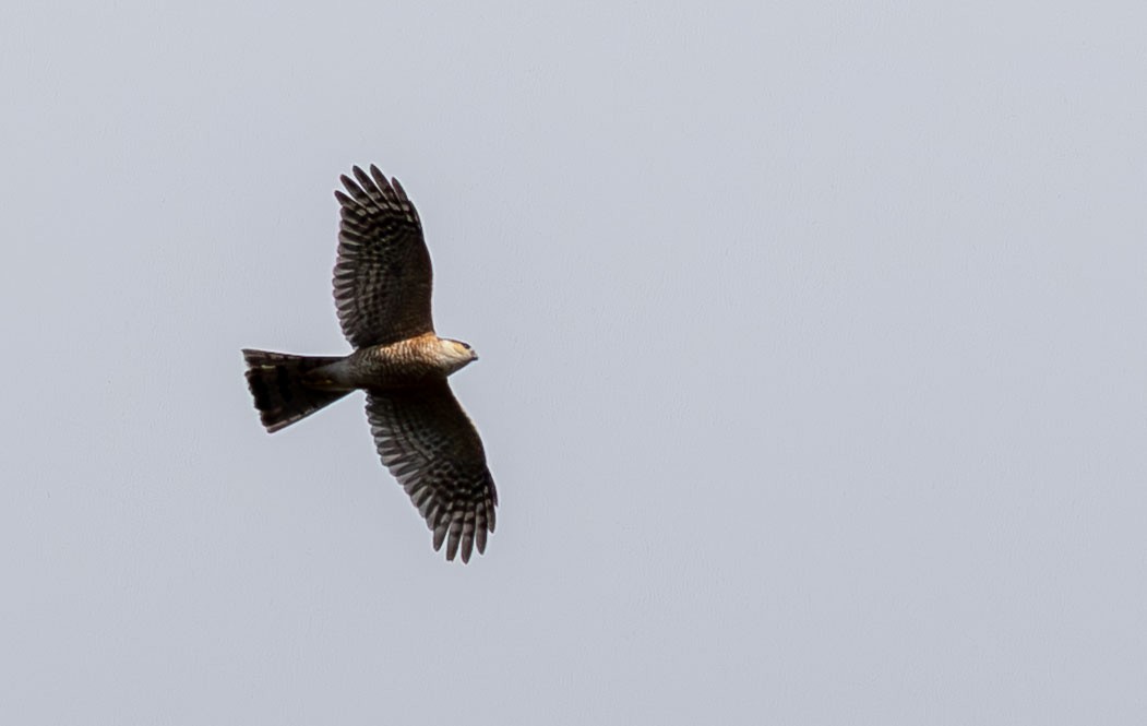 Sharp-shinned Hawk - ML649527084