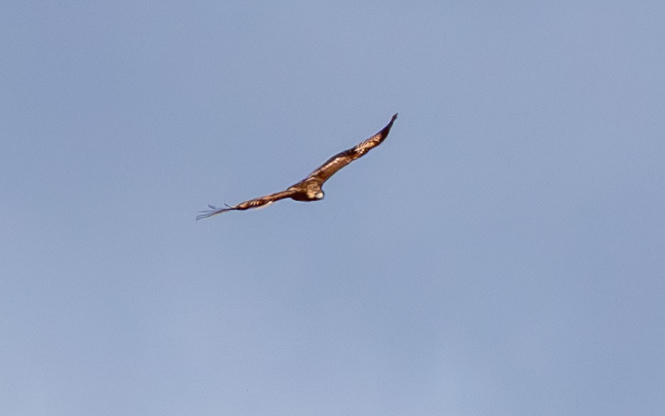 Red-tailed Hawk - ML649527119