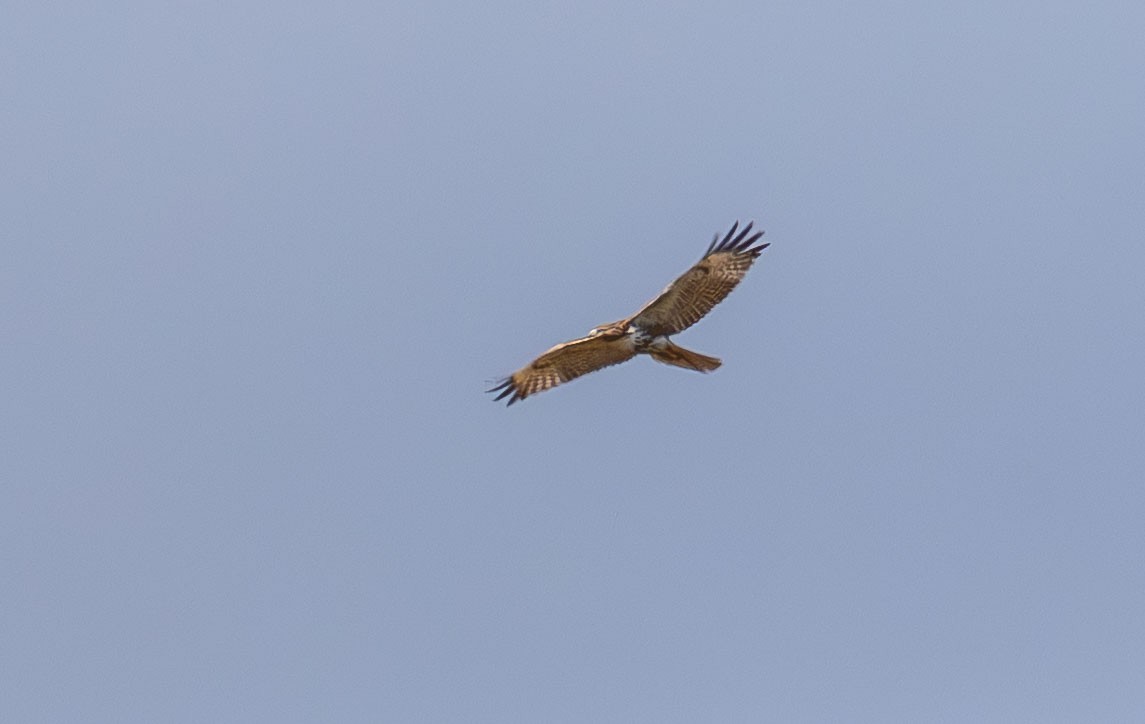 Red-tailed Hawk - ML649527120