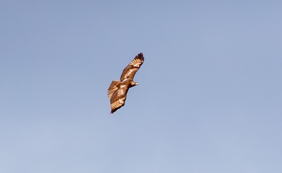 Red-tailed Hawk - ML649527121
