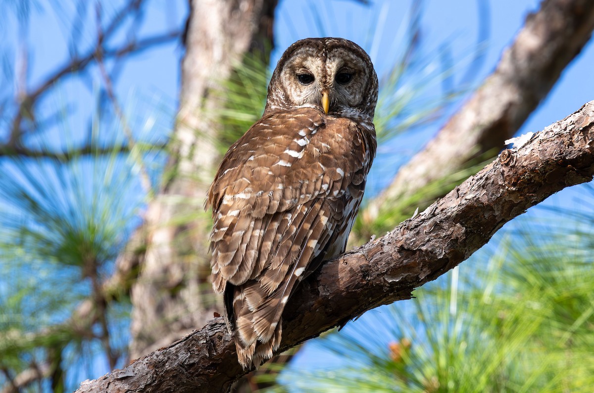 Barred Owl - ML649527173