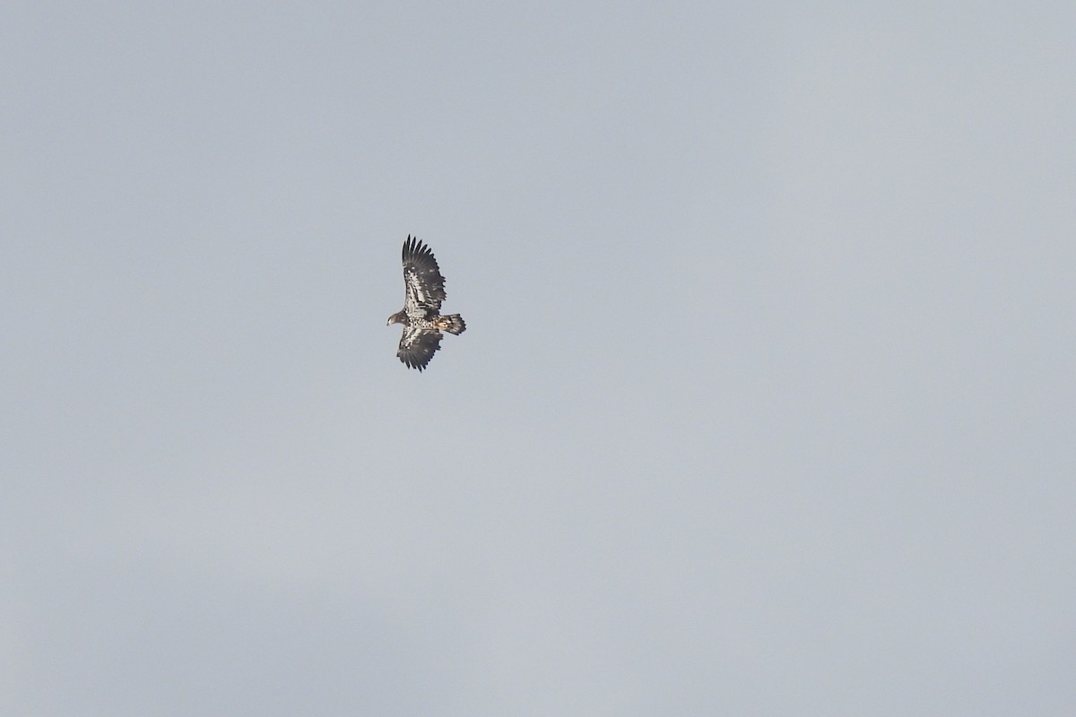 Bald Eagle - ML649527200