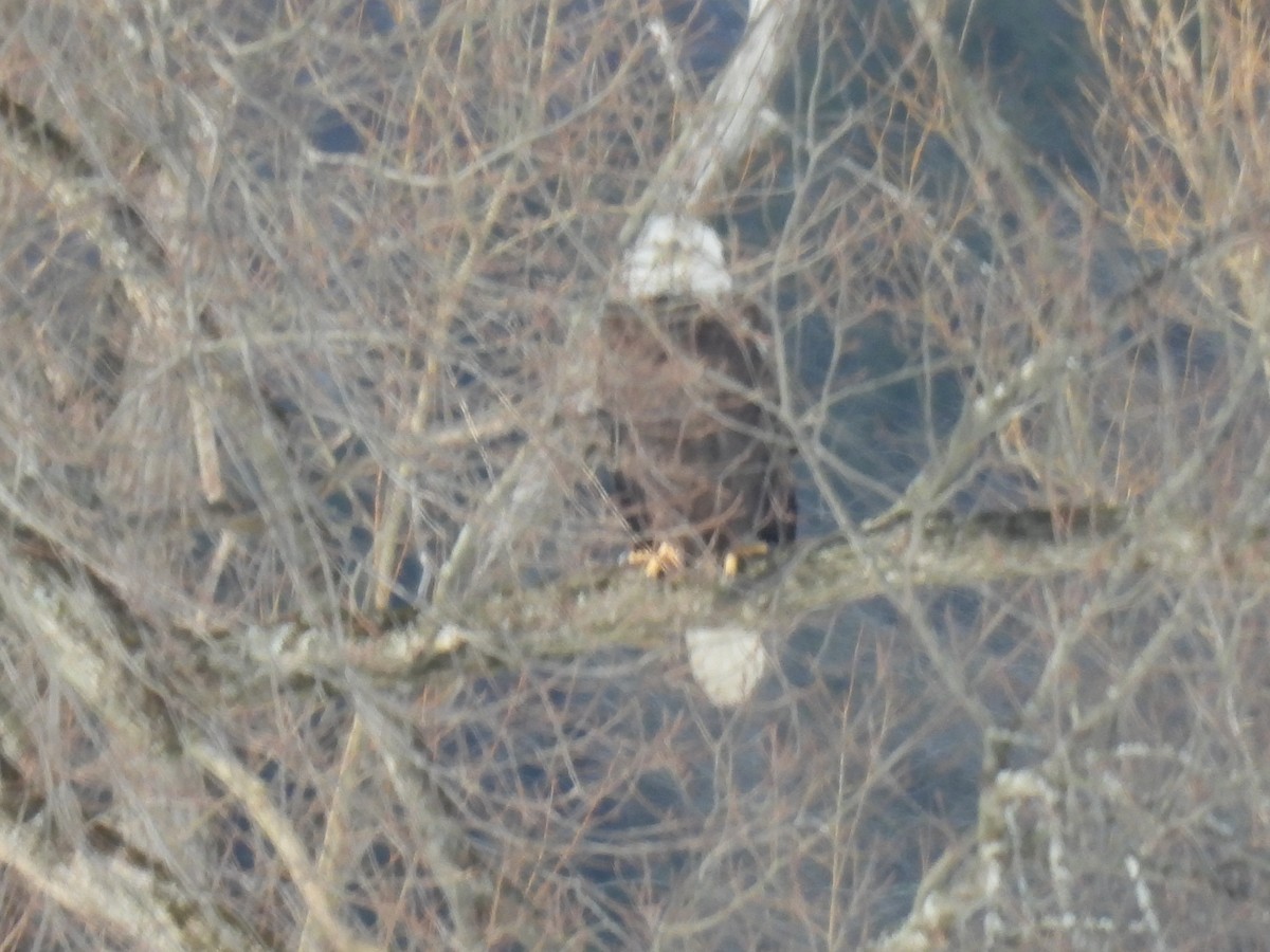 Bald Eagle - ML649527201