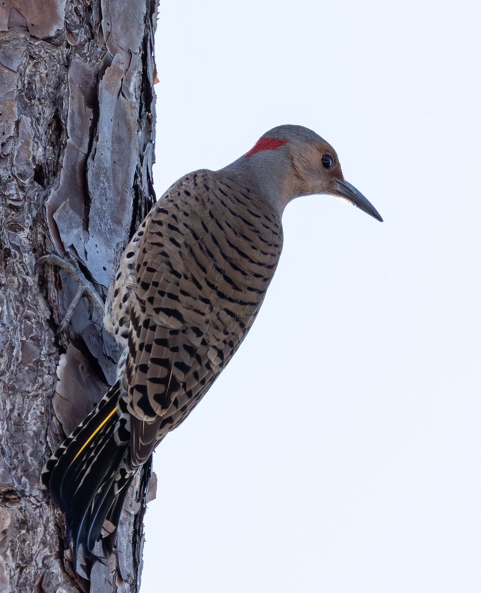 Northern Flicker - ML649527214