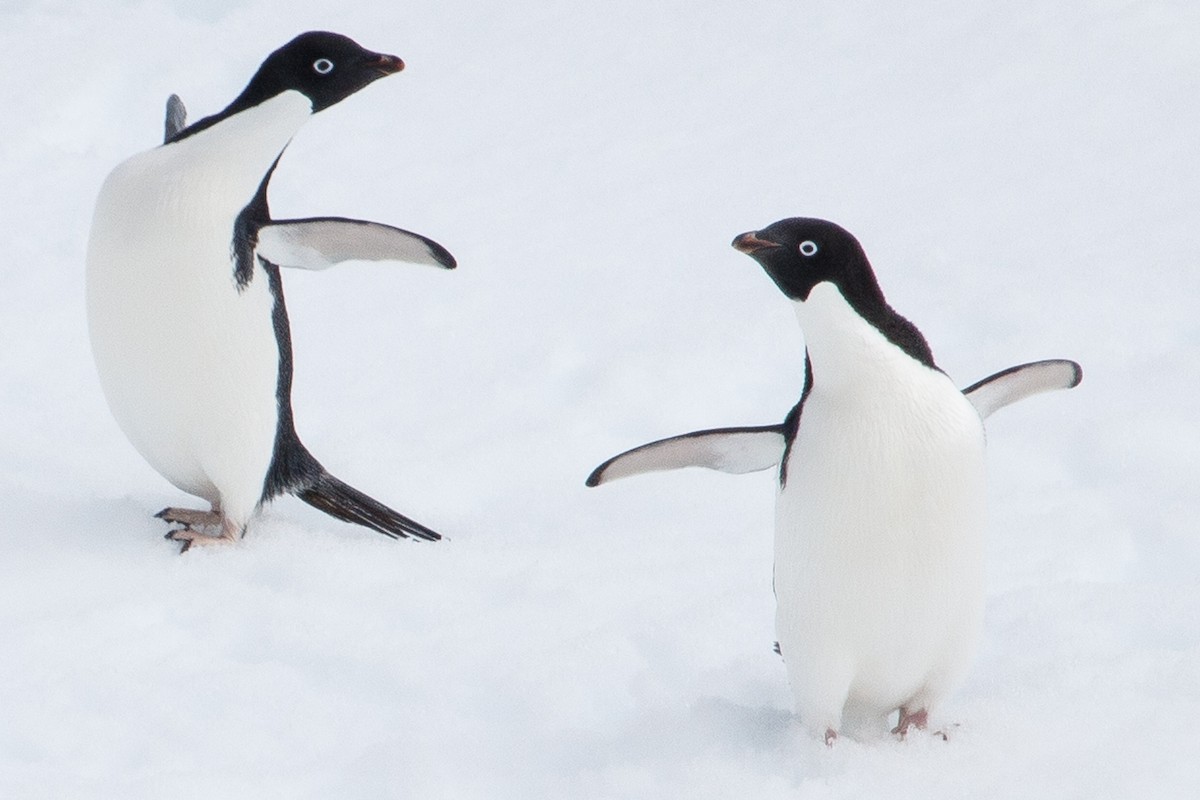 Adelie Penguin - ML649527225