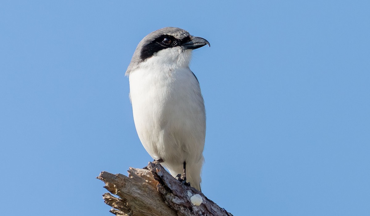 Loggerhead Shrike - ML649527236