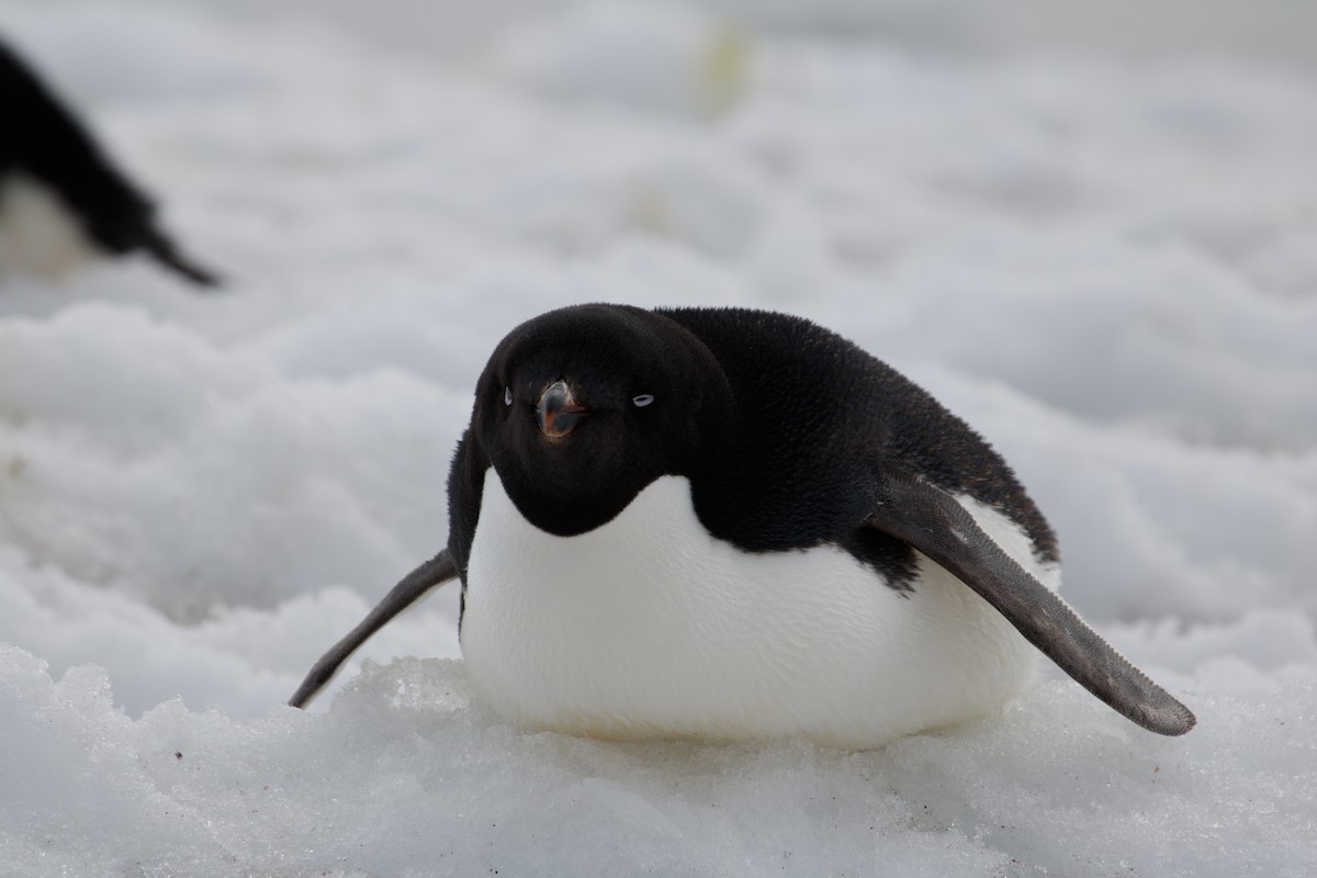 Adelie Penguin - ML649527373