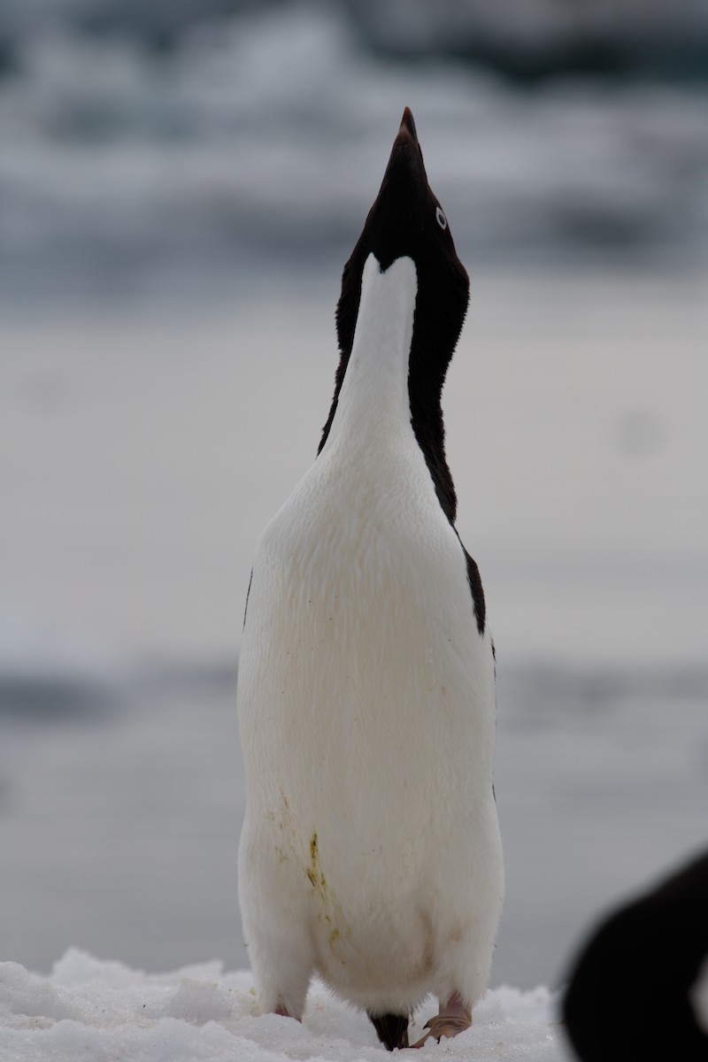 Adelie Penguin - ML649527374