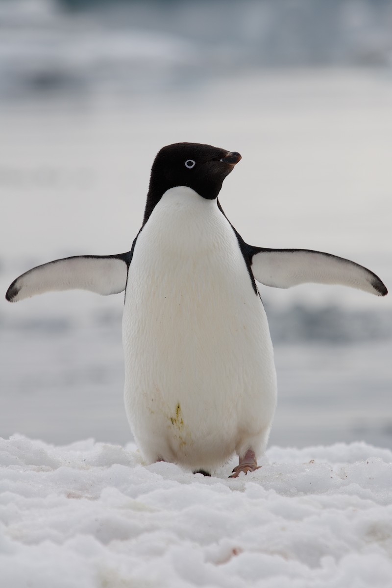 Adelie Penguin - ML649527375
