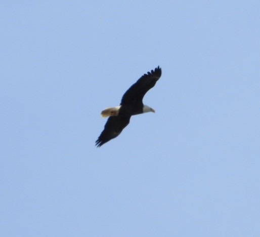 Bald Eagle - ML649527463
