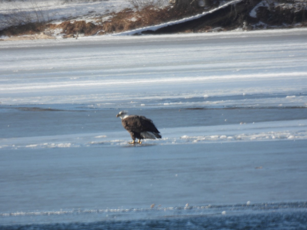 Bald Eagle - ML649527771
