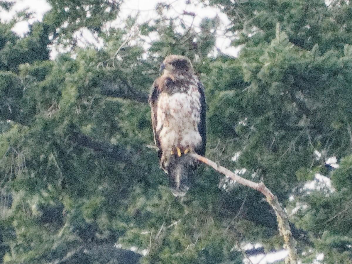 Bald Eagle - ML649527869