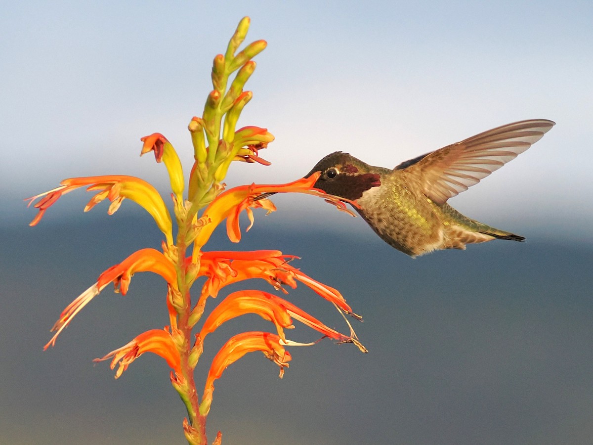 Anna's Hummingbird - ML649527887