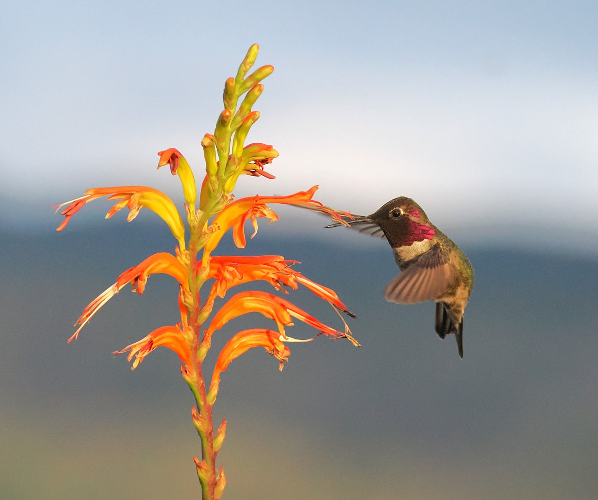 Anna's Hummingbird - ML649527888