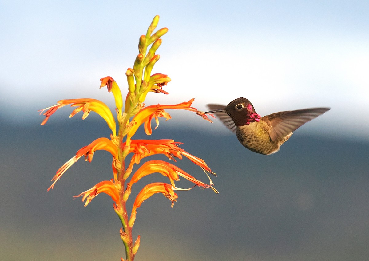 Anna's Hummingbird - ML649527889