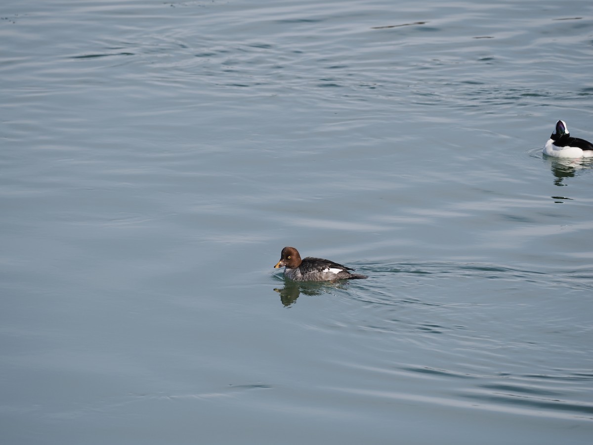 Altıngöz - ML649527951