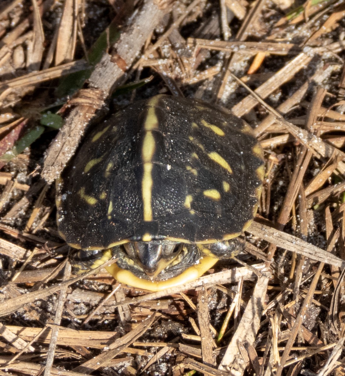 ML649528255 - Florida Box Turtle - Macaulay Library