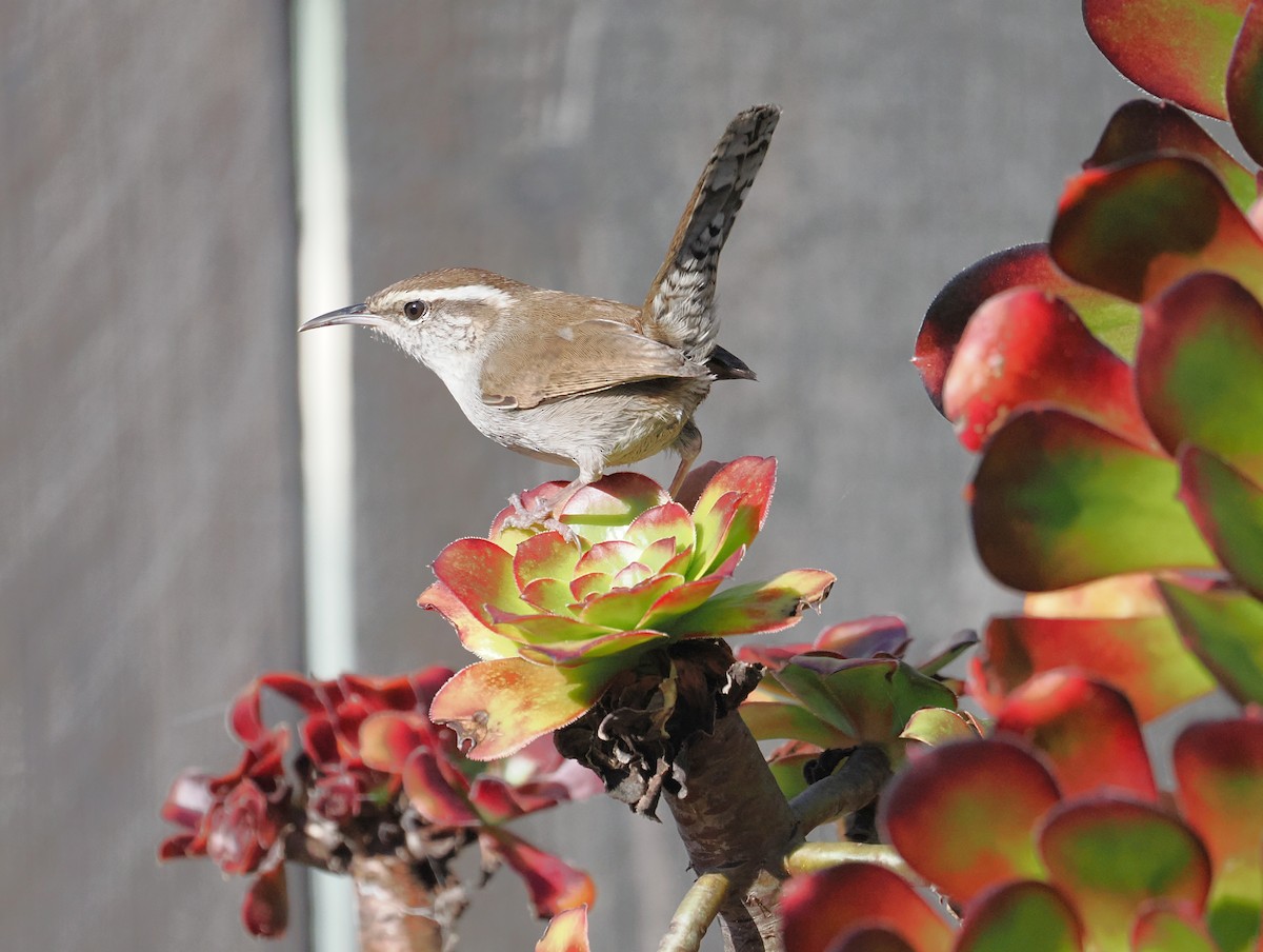 Підбуреник - ML649528292