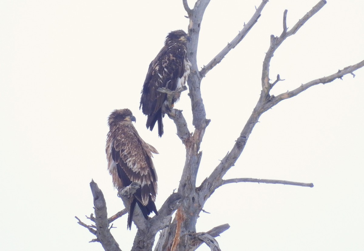 Bald Eagle - ML649528617