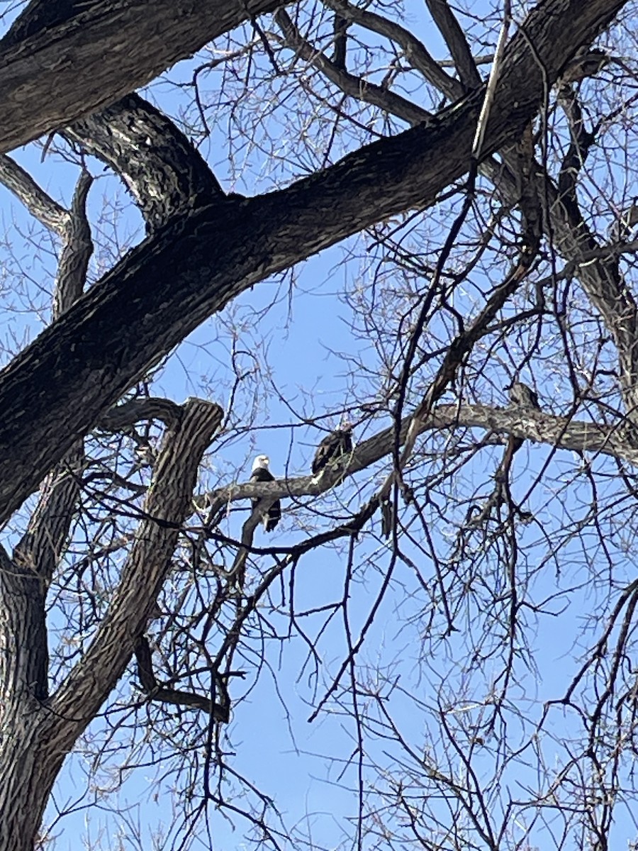 Bald Eagle - ML649528711