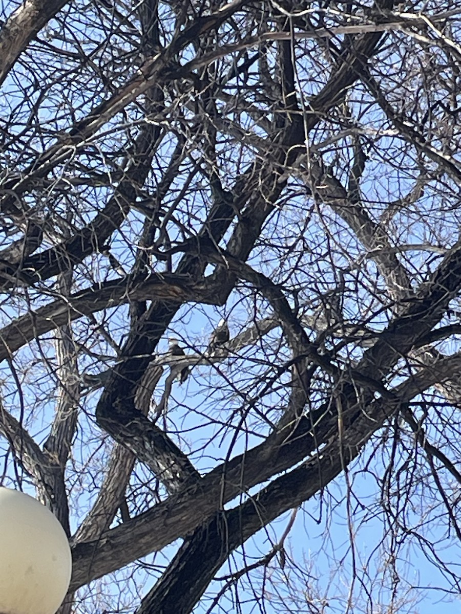 Bald Eagle - ML649528712