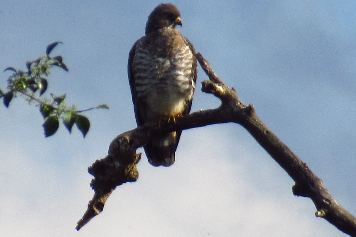 Geniş Kanatlı Şahin - ML649528757