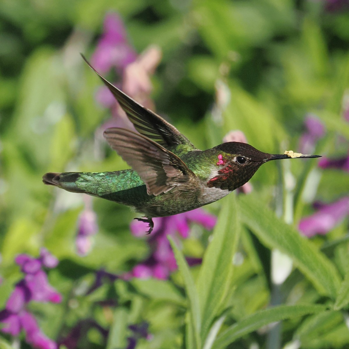 Каліпта рубіновоголова - ML649528774