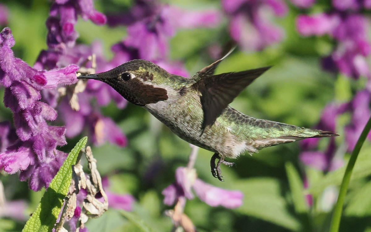 Каліпта рубіновоголова - ML649528789