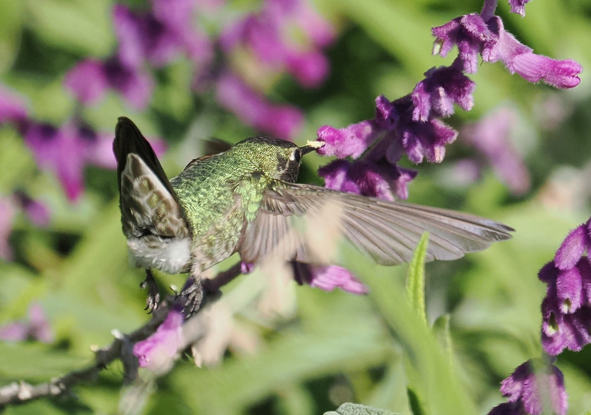 Каліпта рубіновоголова - ML649528809