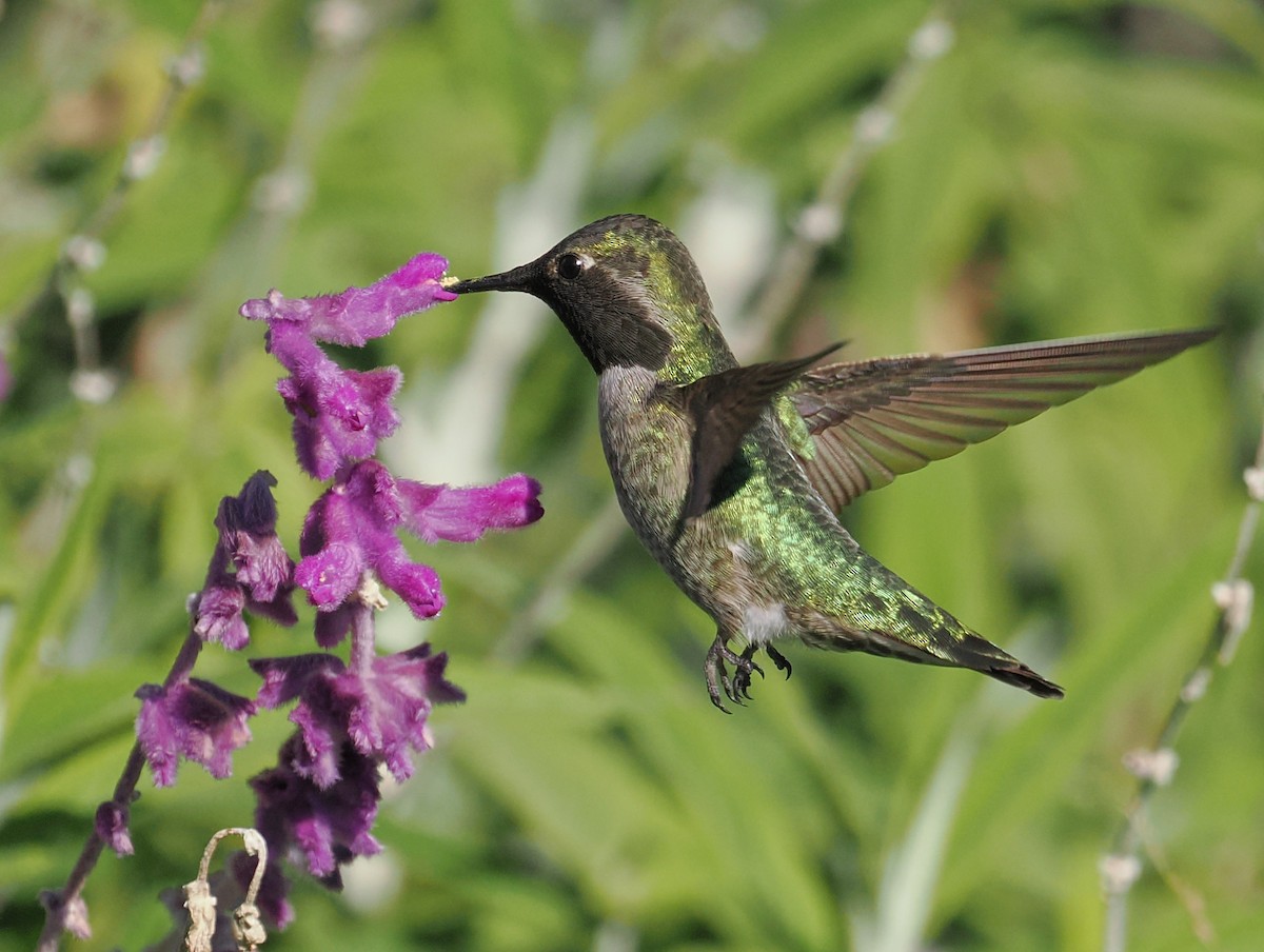 Каліпта рубіновоголова - ML649528810