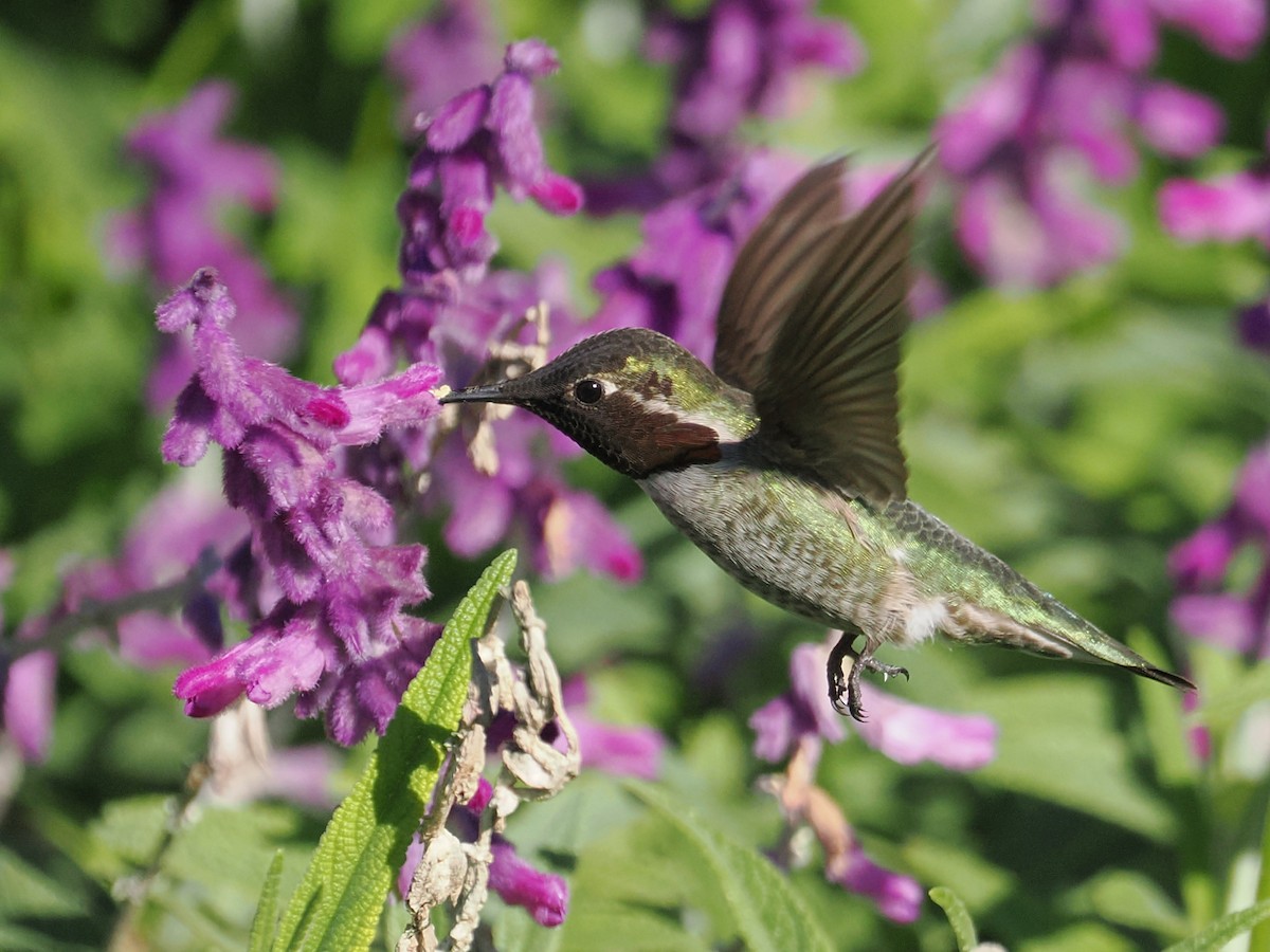 Каліпта рубіновоголова - ML649528811