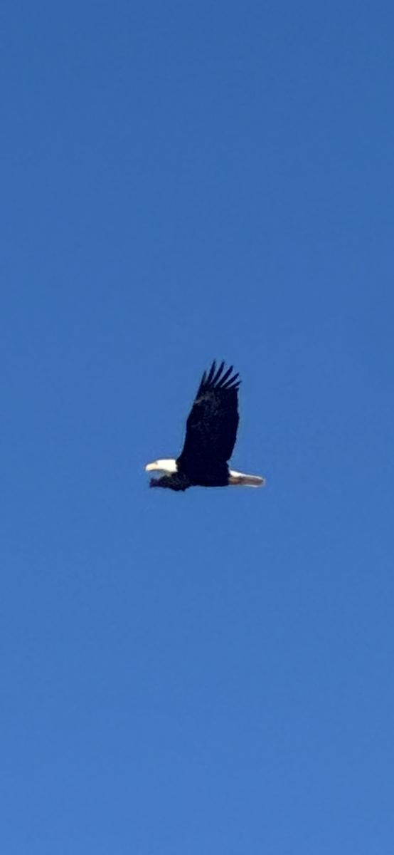 Bald Eagle - ML649528914