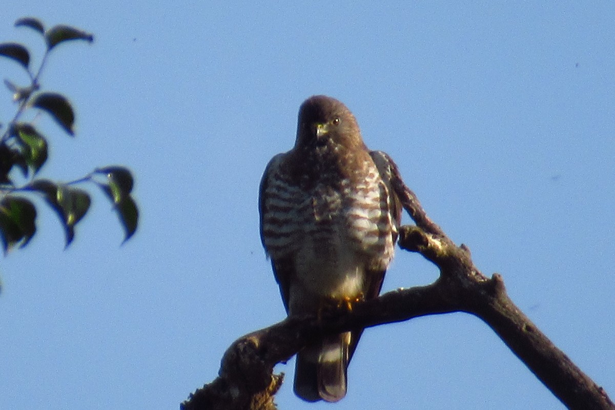 Geniş Kanatlı Şahin - ML649528952