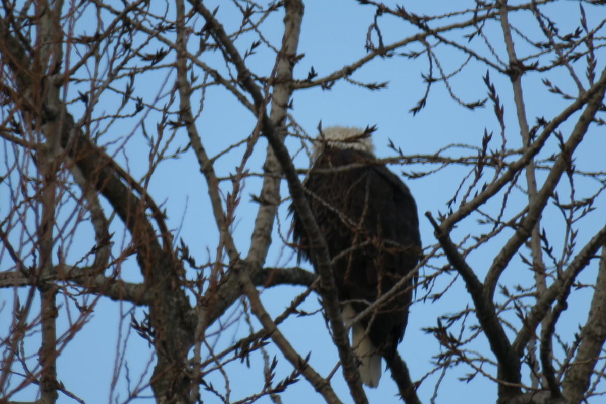 Bald Eagle - ML649529038